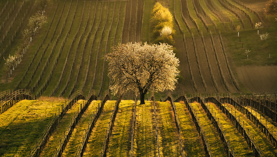 čejkovická čerešna 