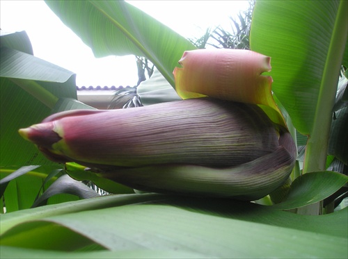 Banánový kvet