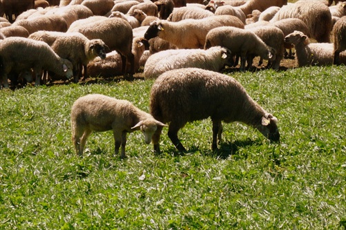 Ovečka a ovčiatko :-)