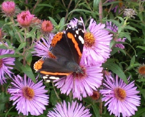 motýľ na chryzanténe