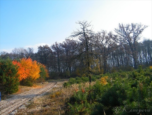 Farby lesov v jeseni