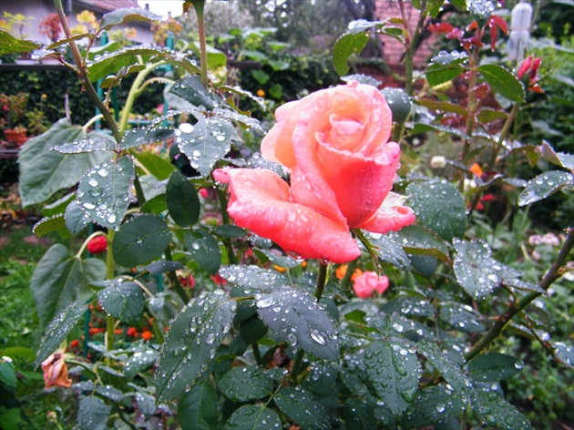 Ruže v daždi