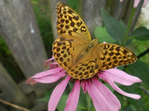 Príroda-motýľ