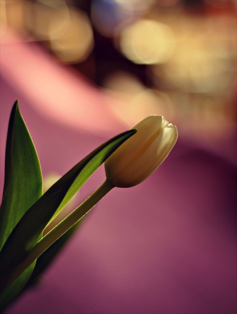 pán tulipán :)