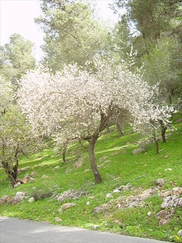 Jar pod Táborom, izrael