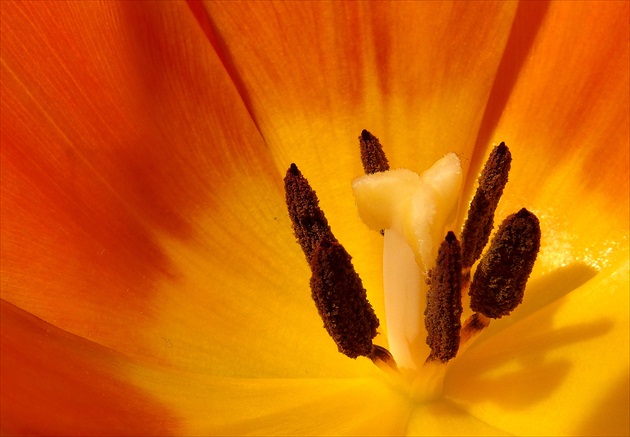 v tulipáne medzi lupienkami