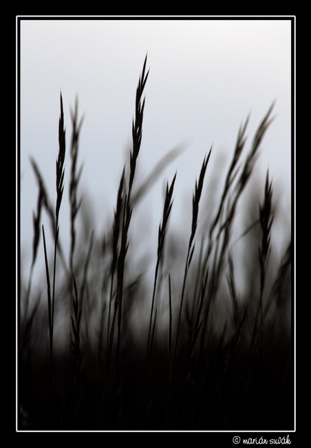 Melancholic Grass