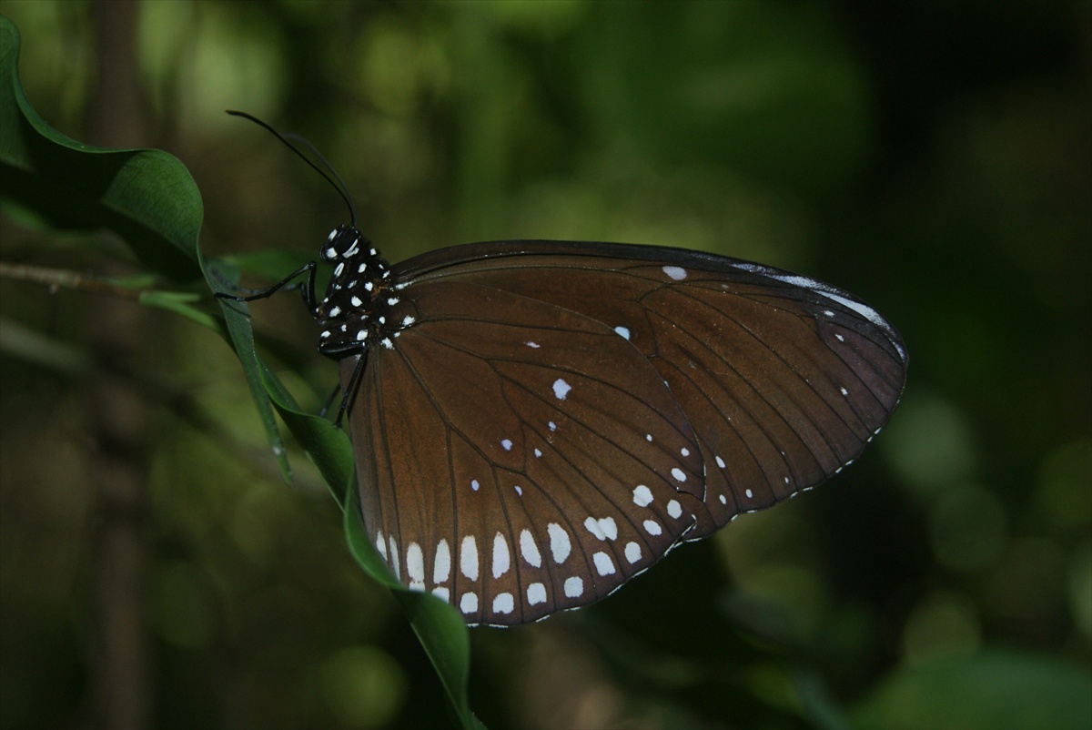 Motýľ II.
