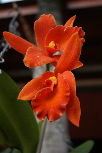 Ohniva orchidea