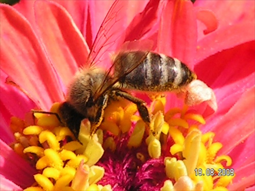 včela a cínia