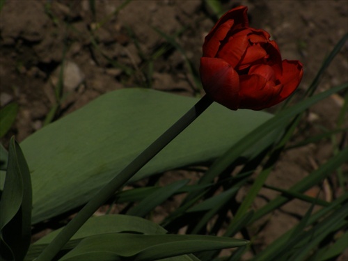 Tulipán v tme