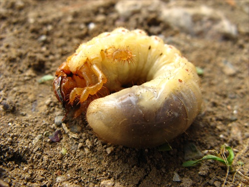 larva