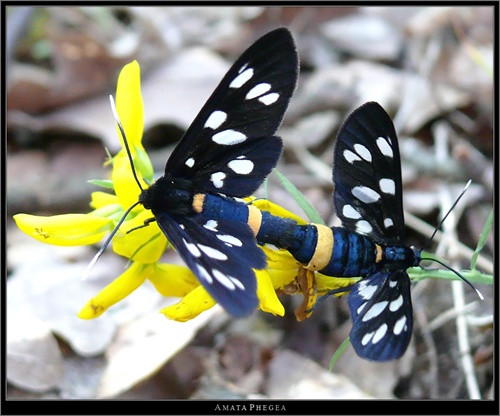 Amata phegea (parenie)