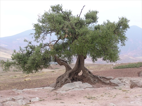 olivovník solitér