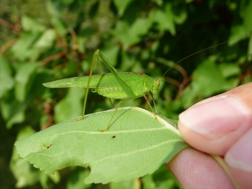 Zelená kobylka