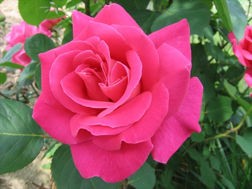 Ruža ružova