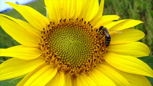 včielka na slnečnici