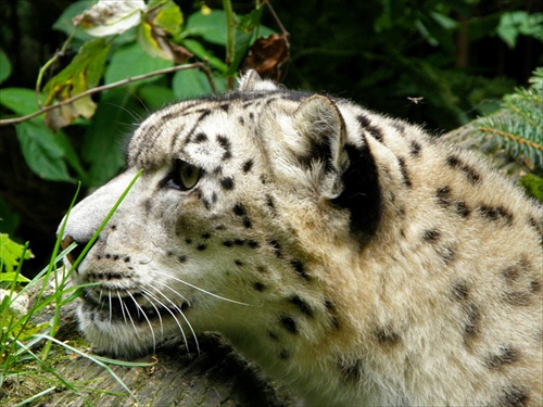Irbis vrchovsky ( snežny leopard )