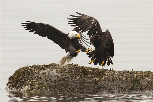 Bald Eagles in Fight