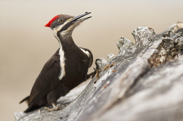 Pileated Woodpecker vs. Ant