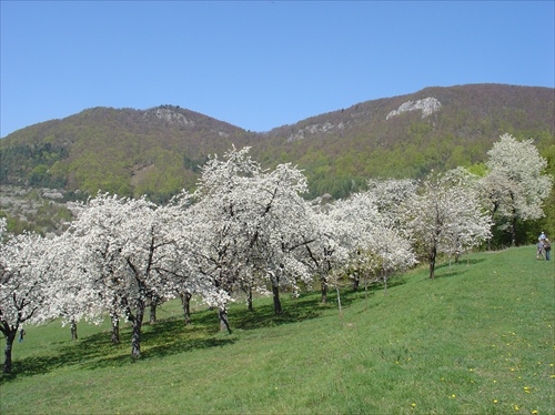 Rozkvitnuté čerešne pod Radzimom