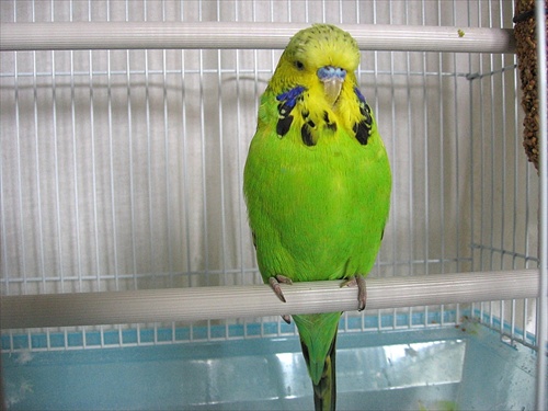 Papagájovec vlnkovaný 2