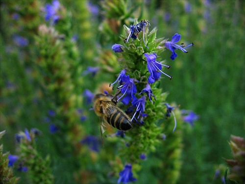 Pózujúca včela 2