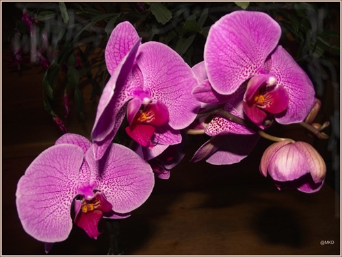 čas orchideí