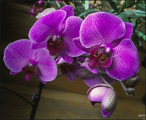 čas orchideí 2