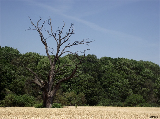 strom a jeho príbeh - leto