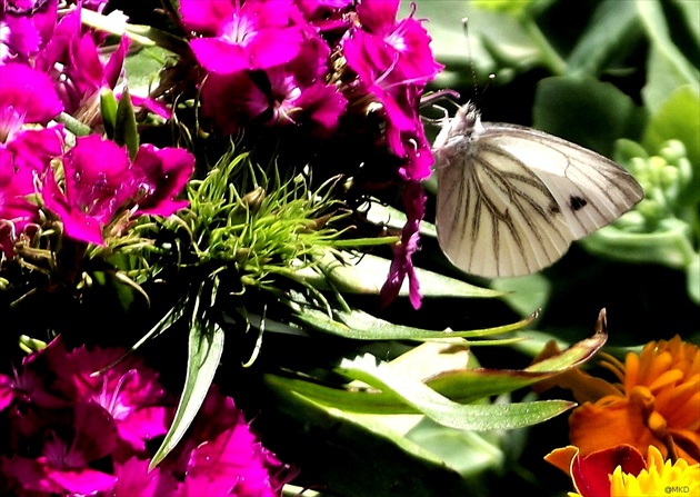 motýlia