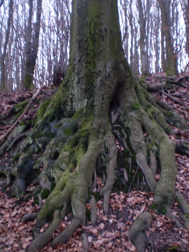 chobotnica