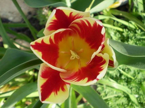 tulipánková