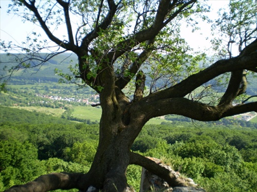 Pajštúnska chobotnička