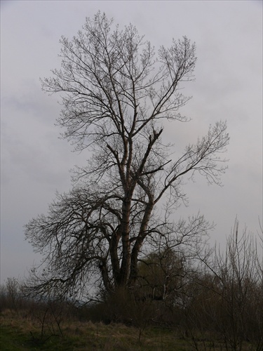 strom2