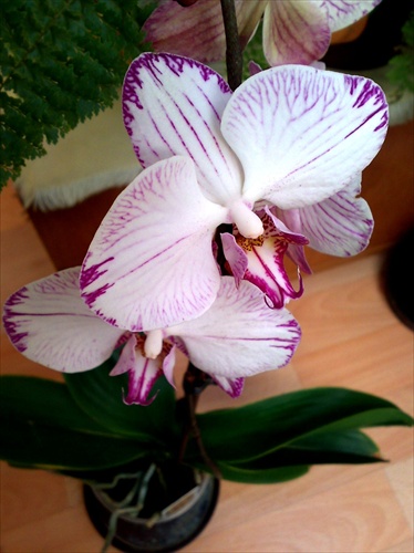Orchidea I.