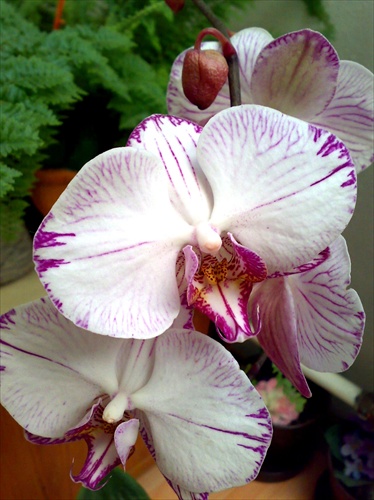 Orchidea II.