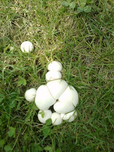 Hra prírody ( bez zásahu ) - huby rastú