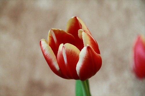 Canadian Tulip