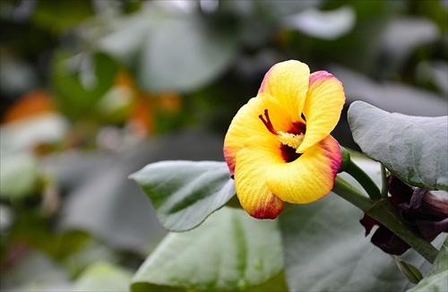 kvet z Peru (Lima)
