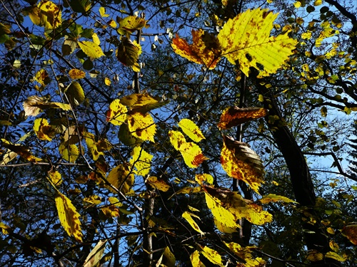 Podzim-listí