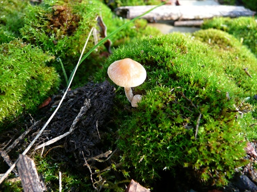 Podzim-houba v mechu