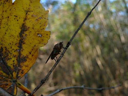 Podzim-moucha