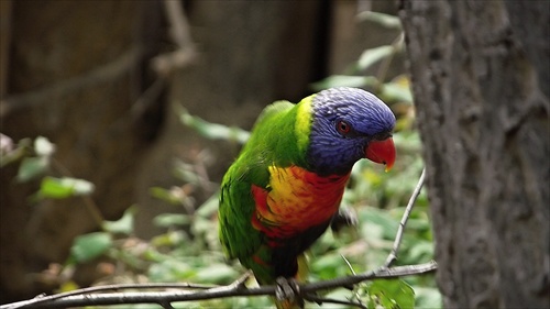 zoo papoušek