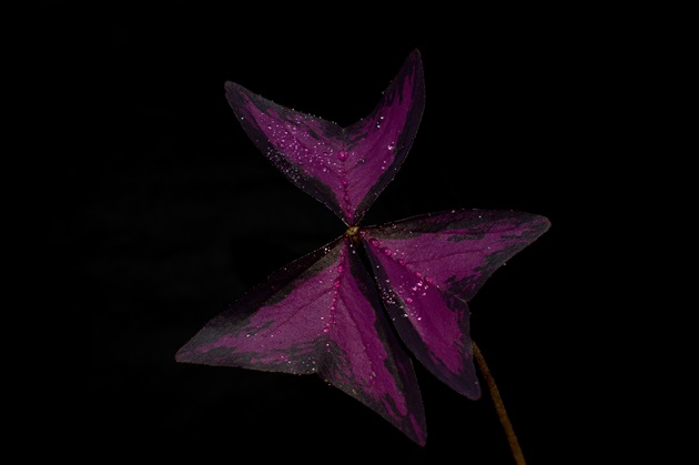 květinka v noci 2