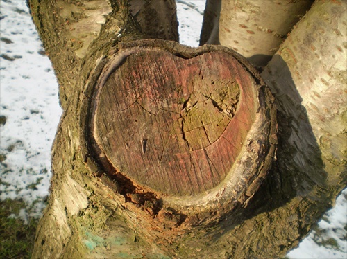 srdce opílený strom