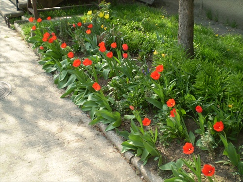 Tulipánovo