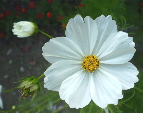 zubatý kvet biely