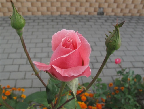 ruža plot 2