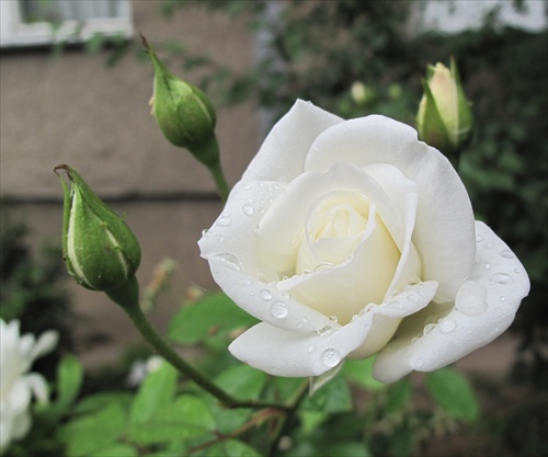 biela ruža 17909
